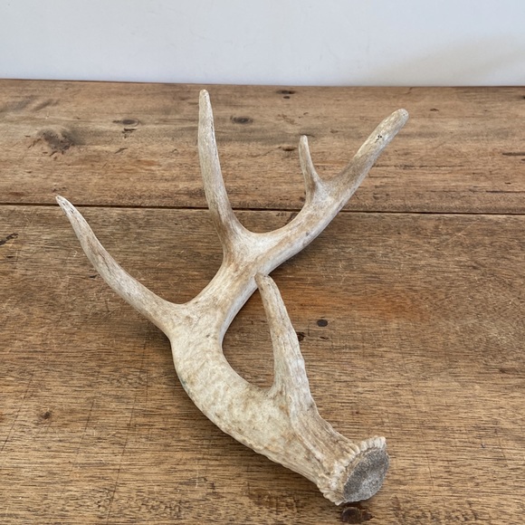 Decorative Antler - Picture 3 of 8